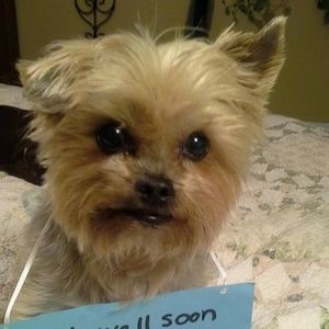 Meet your Posher, Carol